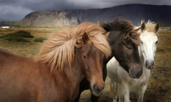 صور خيل , لوحات عن الخيل