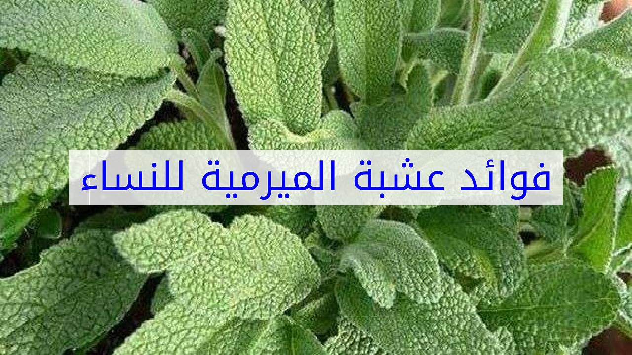 عشبة الميرمية , فوائد واستخدامات عشبة الميرامية