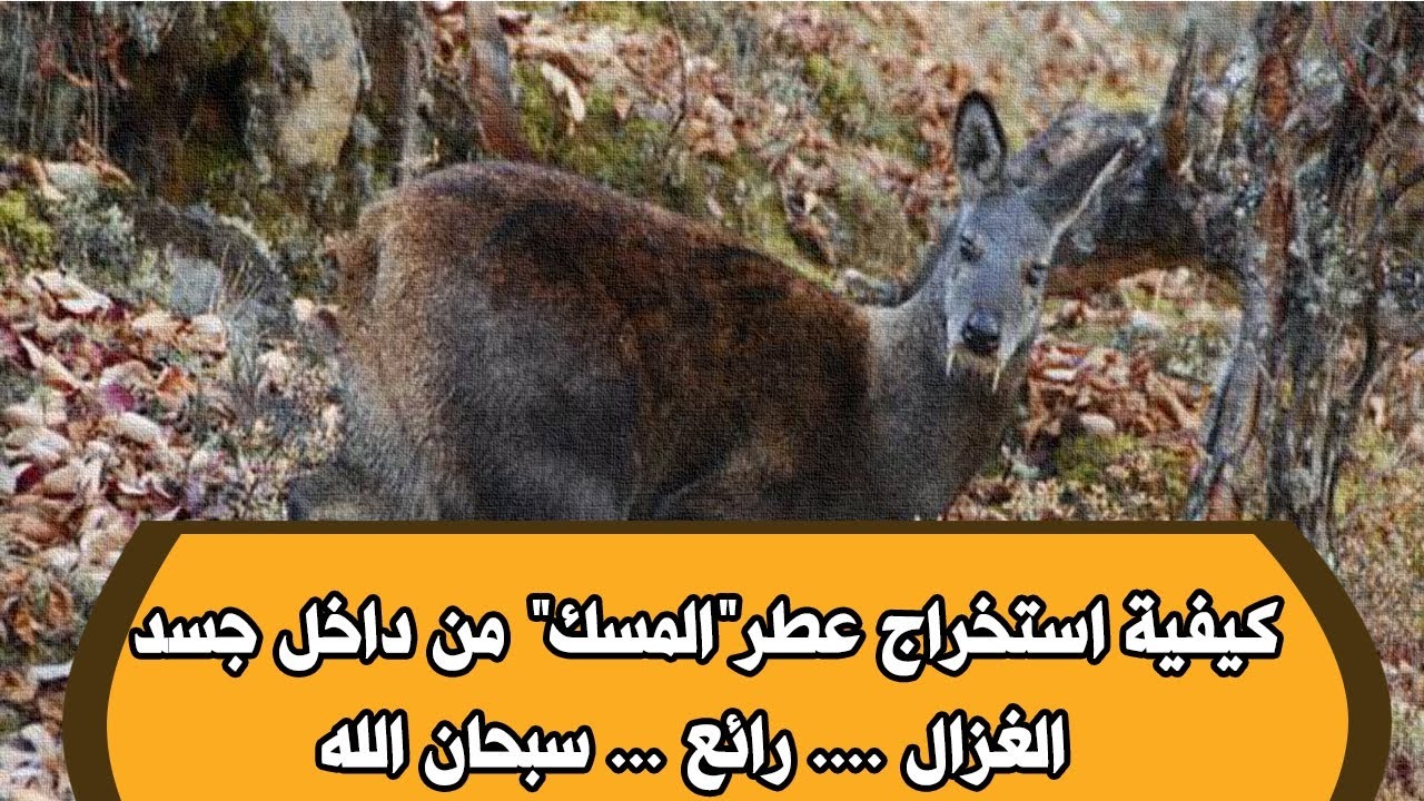 من اين يستخرج المسك , كيفية استخراج المسك