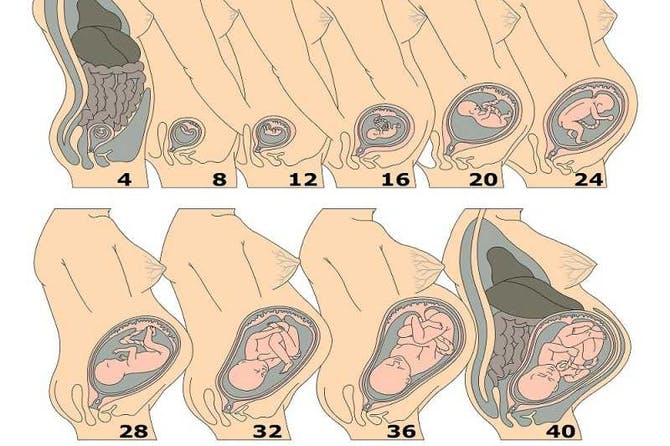 الشهر الثامن من الحمل , معلومات للمراه الحامل